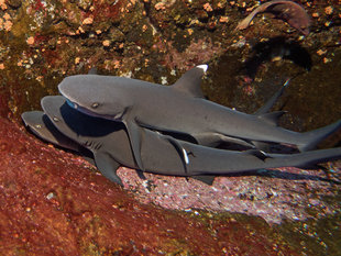 Sharks in Socorro Islands, Mexico - Bob Dobson