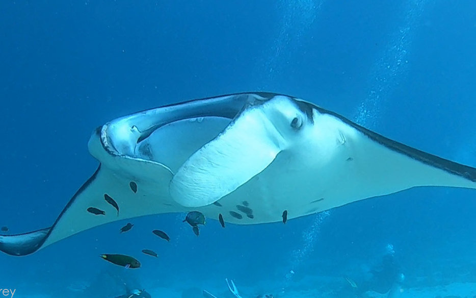 manta ray face manta ray face