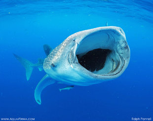 Whale-Shark-feeding-mouth-open-Aug'18-Ralph-Pannell-Mexico-Ocean-Giants-research-underwater-photography-mmf-AQUA-FIRMA.jpg