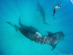 Whale-Shark-photo-ID-Dr-Chris-Rohner-reseearch-Marine-Megafauna-Foundation-MMF-underwater-photography-Dr-Simon-Pierce.jpg