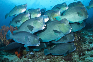 Bumpheads on Raja Ampat Dive Liveaboard - Gerald Rambert