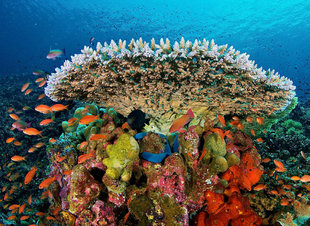 Diving in Komodo National Park