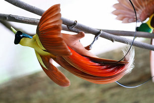 Red Bird of Paradise in Raja Ampat