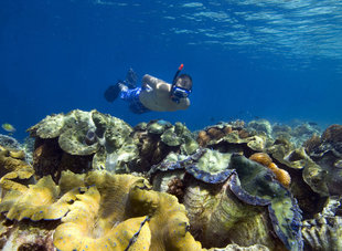 Snorkelling with Giant Clams in Raja Ampat - Frits Meyst