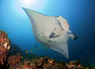 Diving with Manta Rays in Komodo National Park