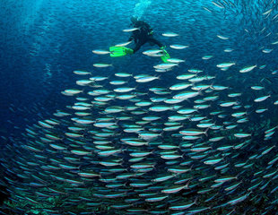 Diving in Komodo National Park