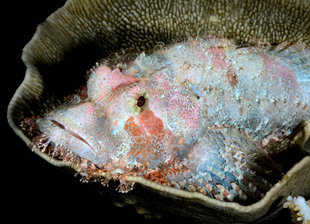 Diving in Komodo National Park