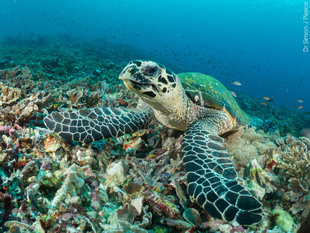 Diving with Turtles in Komodo National Park with Aqua-Firma - Dr Simon Pierce