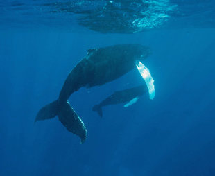 Humpback Whale Mother & Calf in the Silverbanks - Bjoern Koth