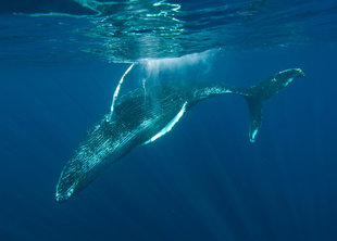 Snorkelling with Humpback Whales - Duncan Young