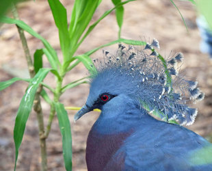 Victoria Crowned Pigeon in Sepik Province, PNG - Ralph Pannell