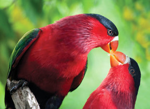 Black Capped Lory in Papua New Guinea