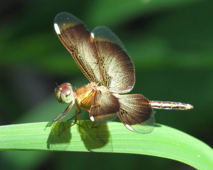 Dragonfly in Sepik Province, Papua New Guinea - Ralph Pannell