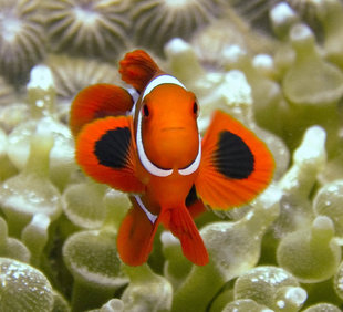 Clownfish on anenome in New Ireland, Papua New Guinea