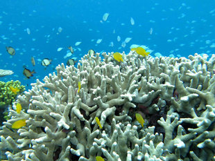Snorkelling on South Pacific Expedition Voyage to Papua New Guinea and Solomon Islands - A Russ