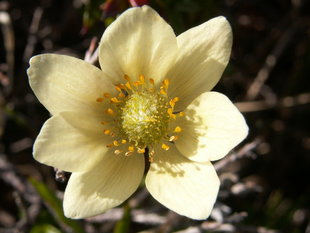 anemona-flor.jpg
