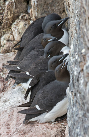 Brunnichs Guillemots nesting in Spitsbergen - Jordi Plana