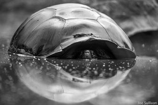 Galapagos-Conservation-Trust-Photography-Competition-Winner-2019-Reflections-Joe-Sullivan-sponsor-Aqua-Firma-1600.jpg