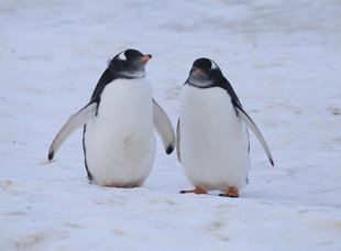 penguin-pair-antarctica-polar-wilderness-wildlife-voyage-cruise-adventure.jpg