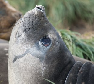 elephant-seal-south-georgia-wildlife.jpeg