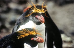 gallery_destination_bouvet_nyrøysa-macaroni penguin_Vidar Bakken-Oceanwide Expeditions.jpeg