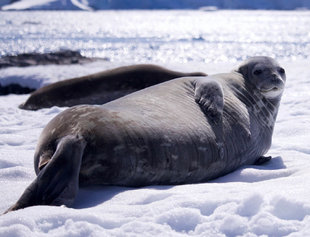 seal-antarctica-wildlife-marine-life-cruise-holiday-polar-travel.jpg
