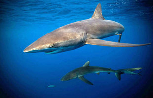 Diving with Sharks in Socorro Islands, Mexico