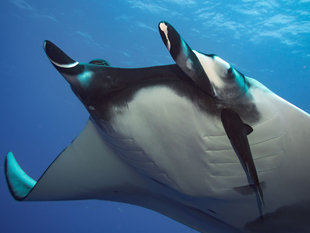 Diving with Giant Manta Rays in Socorro Islands - Bob Dobson