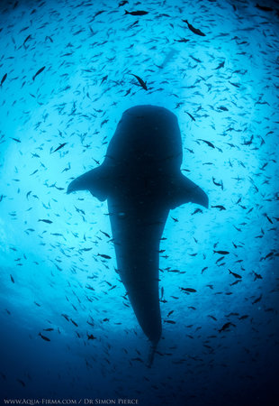Whale Shark amongst schooling fish Galapagos dive liveaboard Dr Simon Pierce