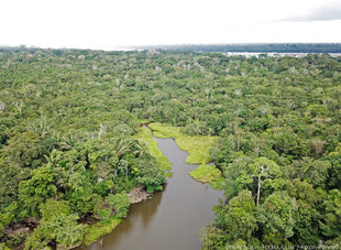 Aerial view of Oxbow Lake close to the Rio Napo in Ecuador Amazon rainforest - Ralph Pannell Aqua-Firma