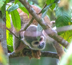 Squirrel Monkey in Ecuador Amazon rainforest - wildlife -photography Ralph Pannell Aqua-Firma