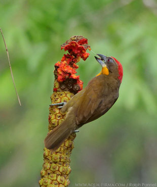 Scarlet-crowned Barbet (Capito aurovirens) - feeding in the Ecuador Amazon - bird photography by Ralph Pannell Aqua-Firma