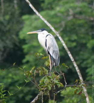 Cocoi Heron (Ardea cocoi) in the Ecuadorian Amazon - photo Ralph Pannell, Aqua-Firma