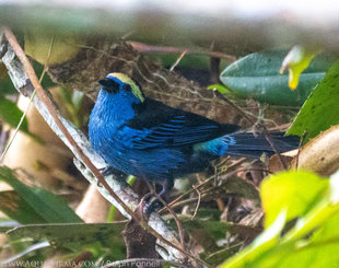 Opal-crowned-Tanager-Tangara-callophrys-Amazon-Ecuador-canopy-tower-Rio-Napo-sani-yasuni-Ralph-Pannell-Aqua-Firma.jpg