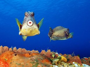 Blue Water Diving in Cozumel - Mexico's Yucatan Caribbean