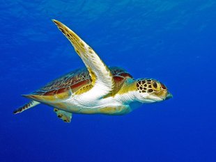 Diving with a Turtle in Cozumel