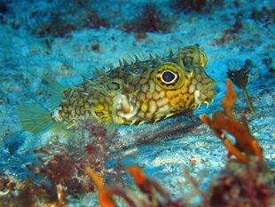 Porcupine Fish diving in Cozumel Coral Reef Yucatan Mexico