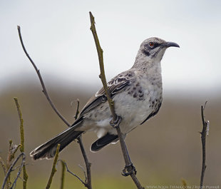 Hood Mockingbird San Cristobal island Galapagos - photograph by Ralph Pannell Aqua-Firma