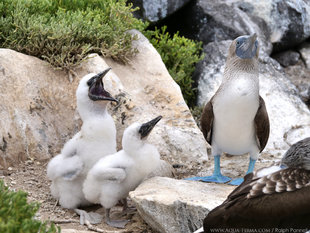 Blue Footed Booby and Chicks, Espamola Island, Galapagos - birdlife photography Ralph Pannell, Aqua-Firma