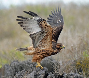 Juvenile Galapagos Hawk teaching itslef to fly - Espanola Islad, Galapagos - birdwatching photography Aqua-Firma (Ralph Pannell)