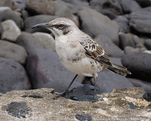 Hood Mockingbird amongst Mangroves on San Cristobal island, Galapagos - photograph Lumix Panasonic Ralph Pannell Aqua-Firma