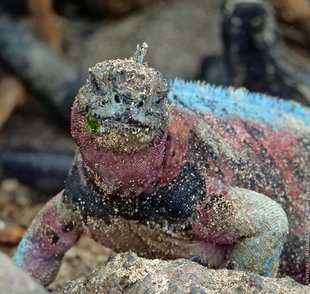 One of the highlight coloured Marine Iguanas of Espanola Island, Galapagos - photograph by Ralph Pannell, Aqua-Firma