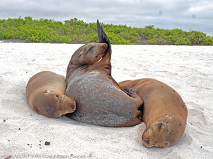 Gardner Bay Sealions snoozing and preening - Espanola Island, Galapagos