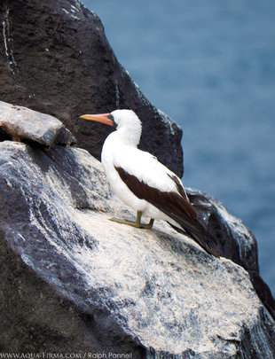 Nazca Booby on Sea Cliffs at Punta Suarez, Espanola Island, Galapagos (Ralph Pannell, Aqua-Firma)