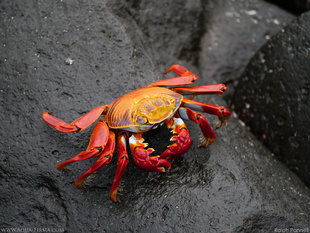 Sally Lightfoot Crab - Espanola Island, Galapagos in Gardner Bay - photograph by Ralph Pannell, Aqua-Firma