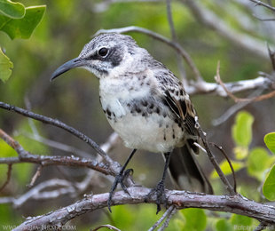 Hood Mockingbird amongst Mangroves on San Cristobal island, Galapagos - photograph Lumix Panasonic Ralph Pannell Aqua-Firma