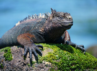 Marine Iguana at Puerto Grande rockpools, San Cristobal Island Galapagos Ralph Pannell Aqua-Firma