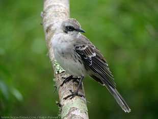 The San Cristobal or Chatham Mockingbird endemic to the island. Photo by Ralph Pannell AQUA-FIRMA