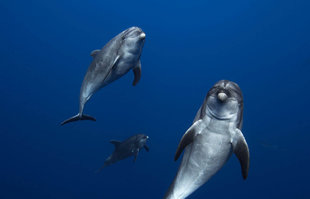 Diving with Bottlenose Dolphins in the Socorro Islands