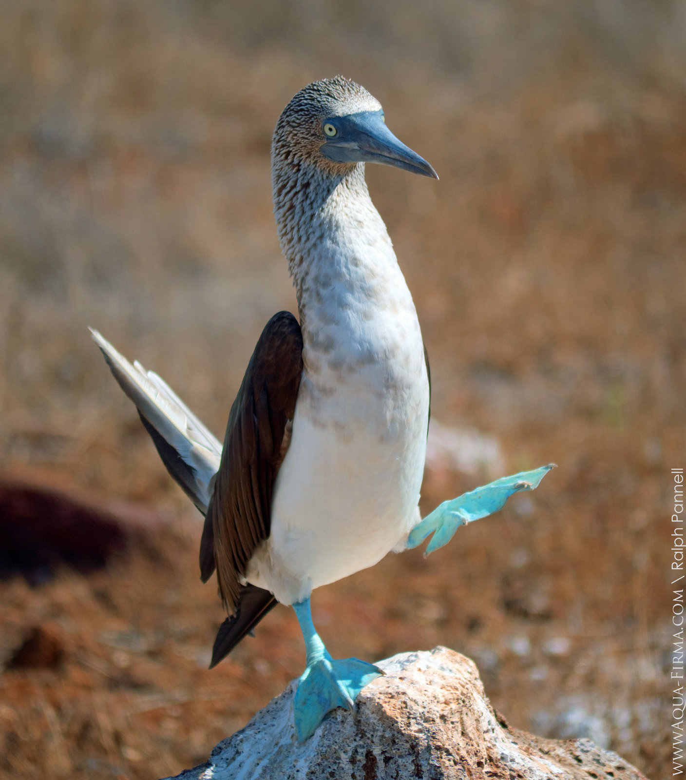Galapagos The Blue Footed Booby My XXX Hot Girl